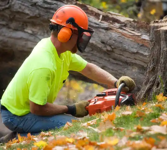 tree services Jamesville